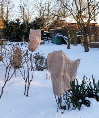 rose bushes covering with sacks for protection in snowy garden