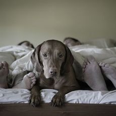 dog in bed with couple