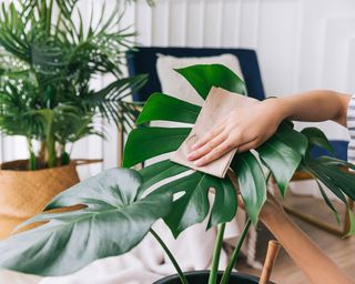 Cleaning monstera houseplant leaves