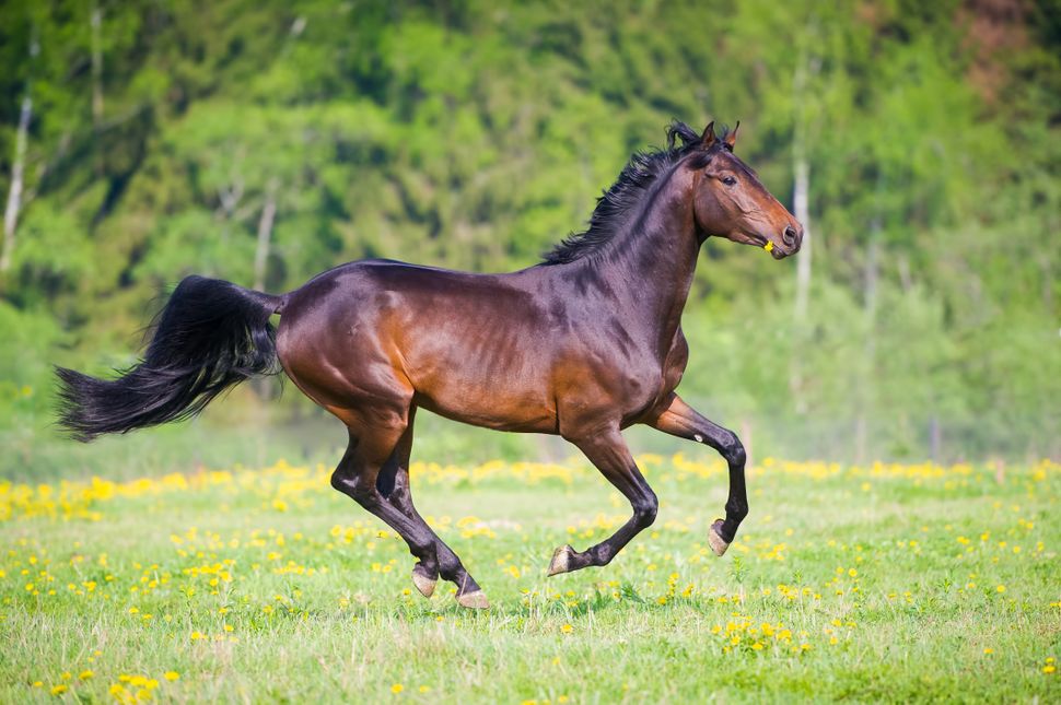 why-do-horses-wear-shoes-petsradar