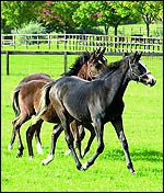 gennatstudfoalsbdmain.jpg