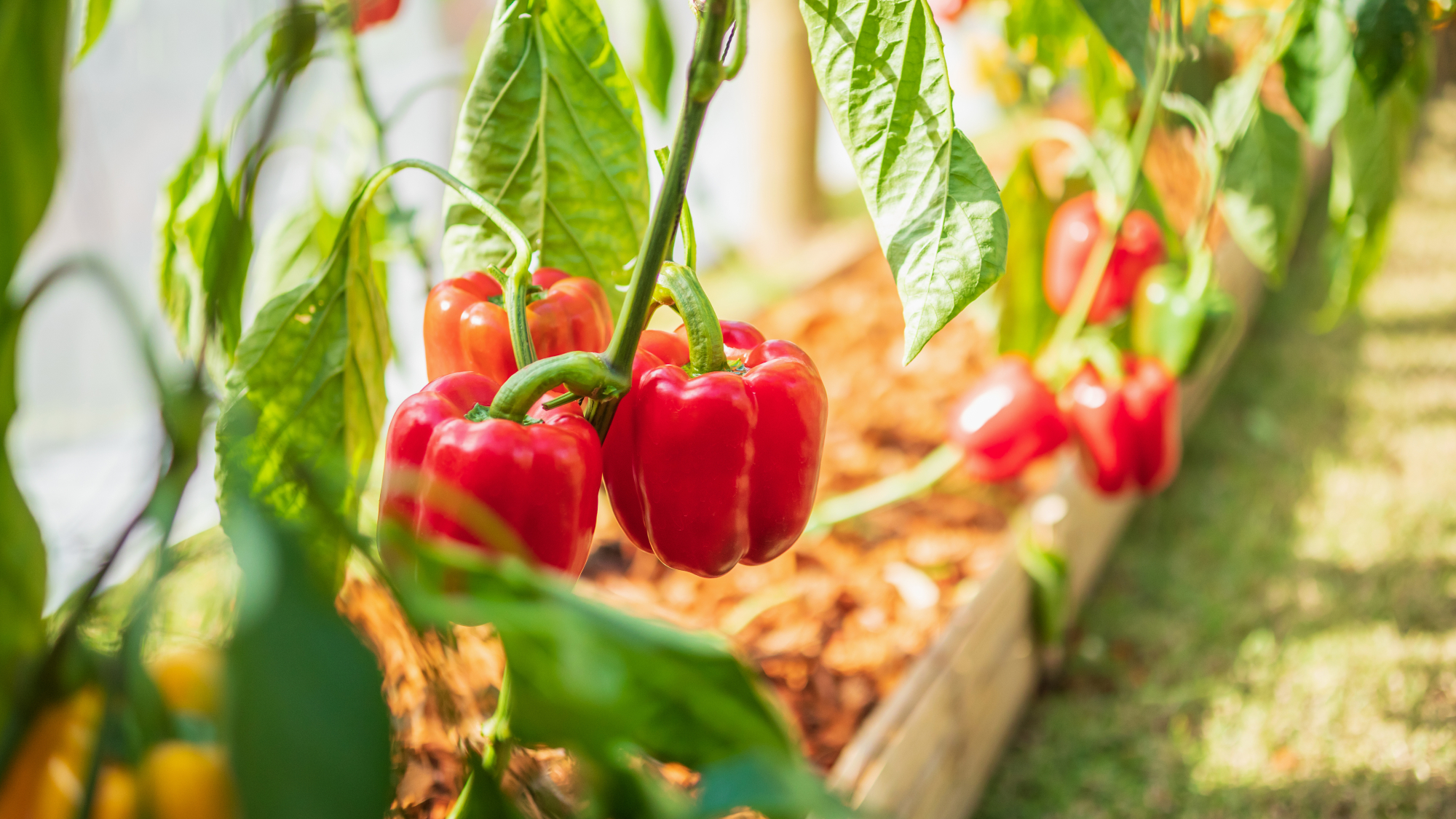 bell pepper plants growing in a greenhouse