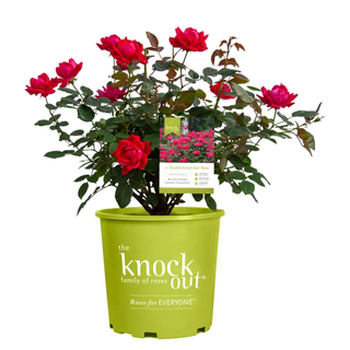 A planter with double knock out red roses