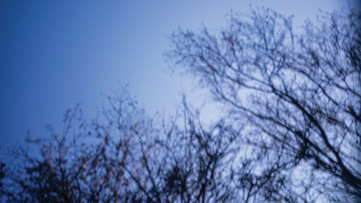 A blurred image of bare tree branches silhouetted against a bright blue sky, creating an abstract and ethereal effect