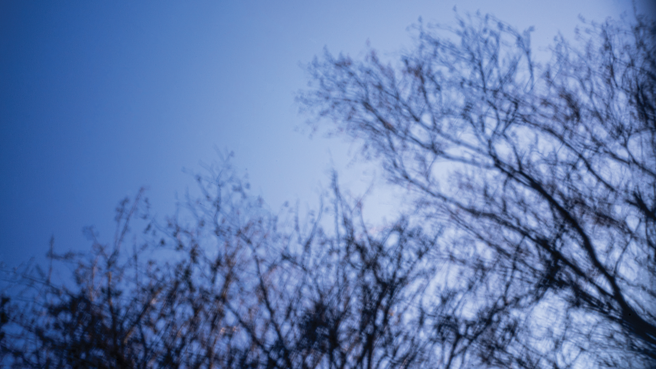 A blurred image of bare tree branches silhouetted against a bright blue sky, creating an abstract and ethereal effect