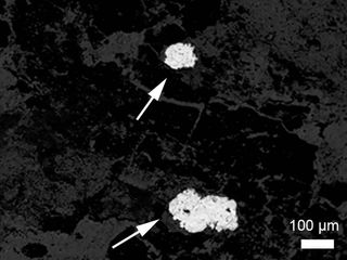 A scanning electron microscope micrograph of two smaller silver accumulations in a coprolite.