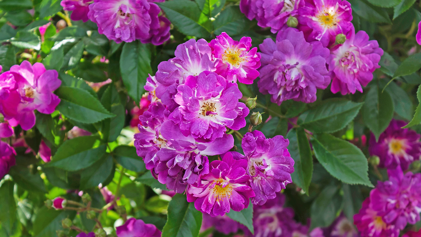 Veilchenblau climbing rose