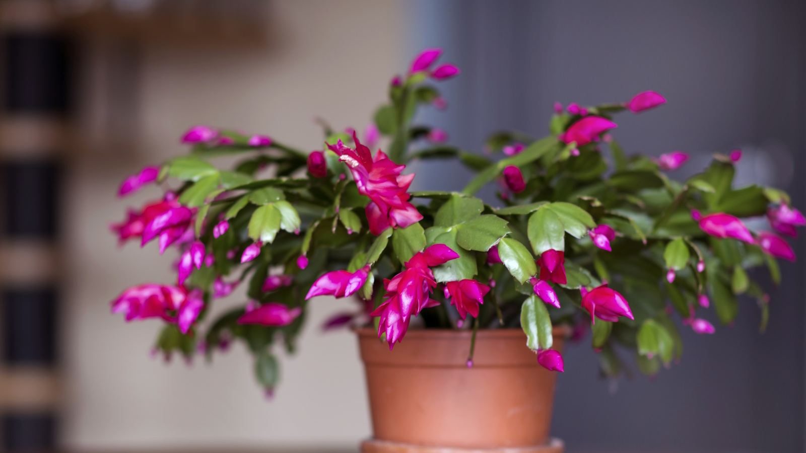 Christmas cactus in early stage of flowering with bright pink buds and flowers