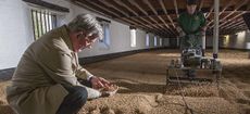 Warminster Maltings, Britain's oldest malting. Ploughing and turning and levelling the barley. ©Richard Cannon/Country Life Picture Library