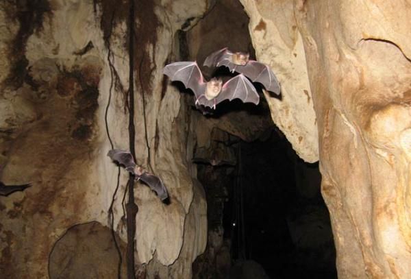 Creepy Crawlies & Flying Wonders: Incredible Cave Creatures 