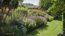 Garden border with established shrubs in sunlight