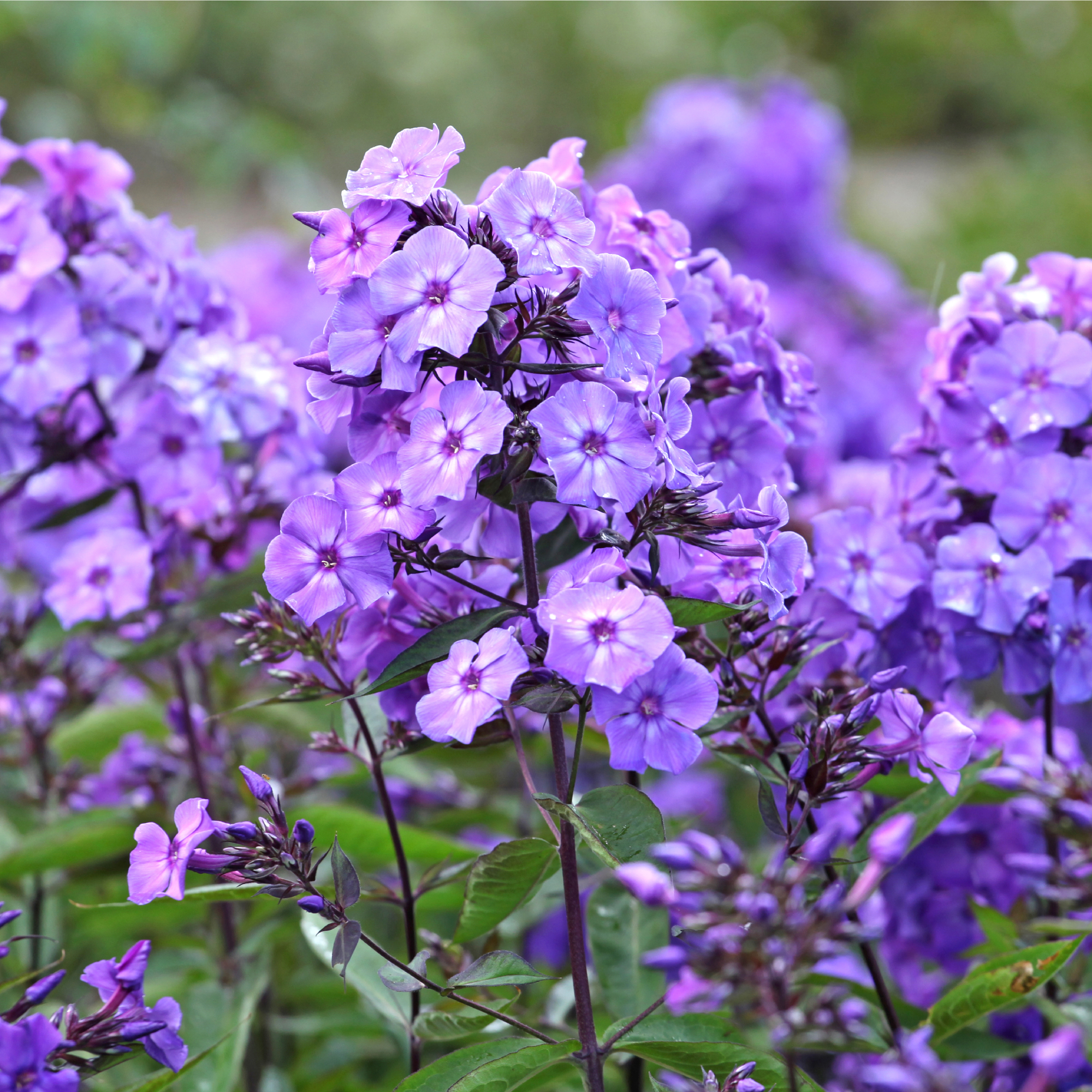 Purple phlox in bloom