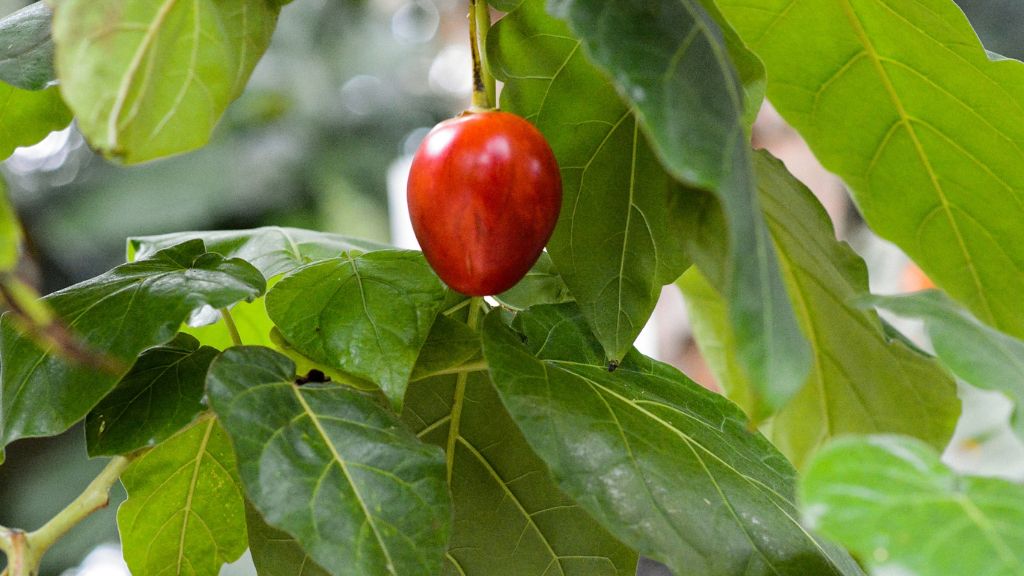 tomato tree, tamarillo red 