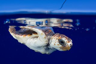 Swimming baby sea turtle