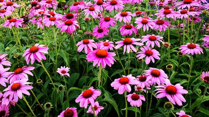 coneflower varieties growing in a mixed prairie planting display in late summer