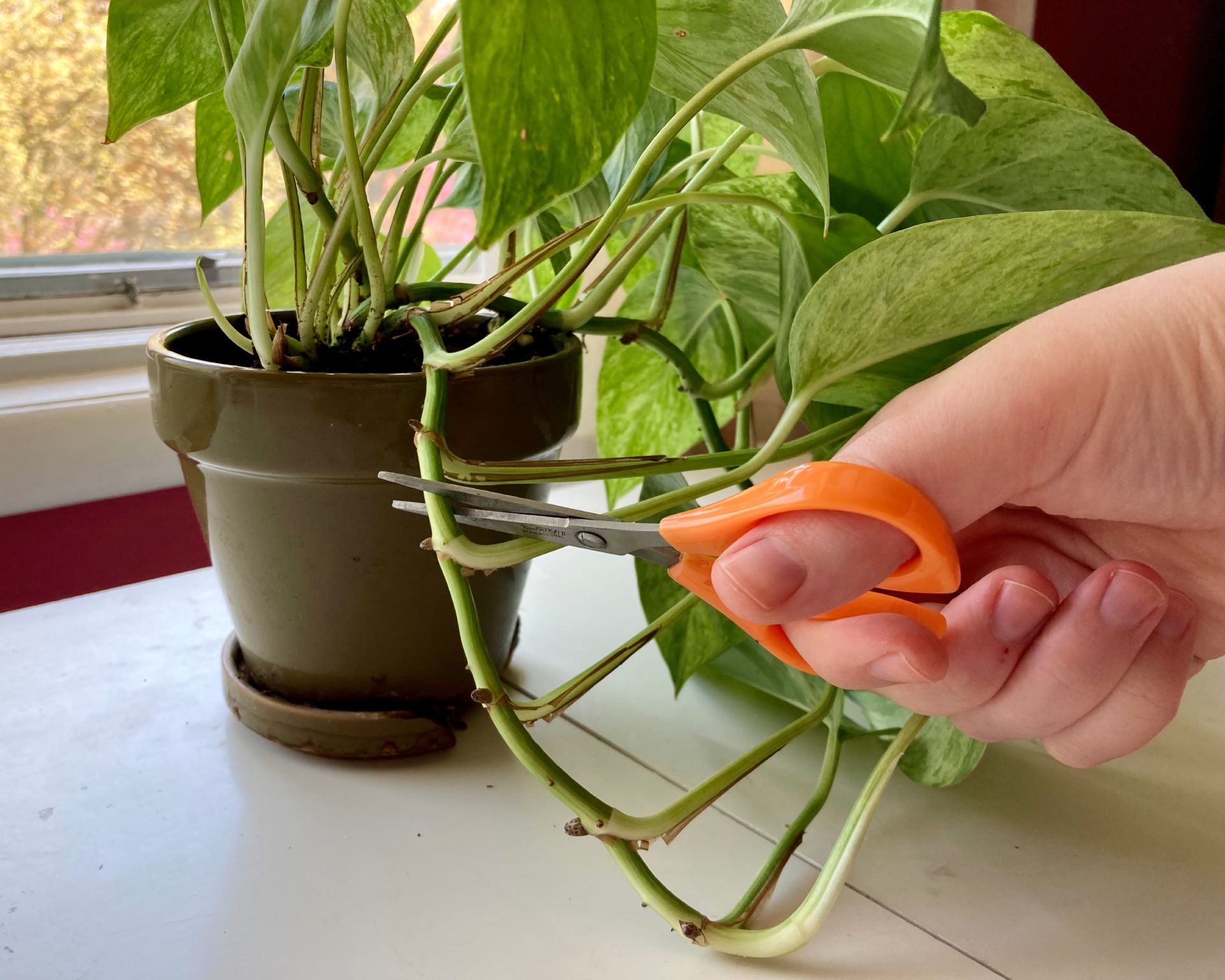 Hand cutting a pothos vine