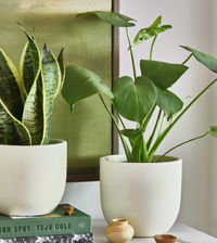 The Sill Classic Plant Subscription