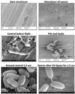 Electron micrographs of Bacillus pumilus SAFR-032 spores on aluminum before and after exposure to space conditions. [Reproduced with permission from P. Vaishampayan et al., Survival of Bacillus pumilus Spores for a Prolonged Period of Time in Real Space Conditions. Astrobiology Vol 12, No 5, 2012.]