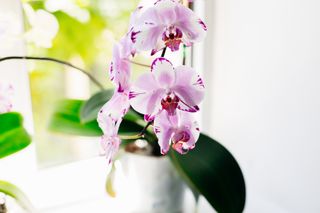 pink orchid on a window sill