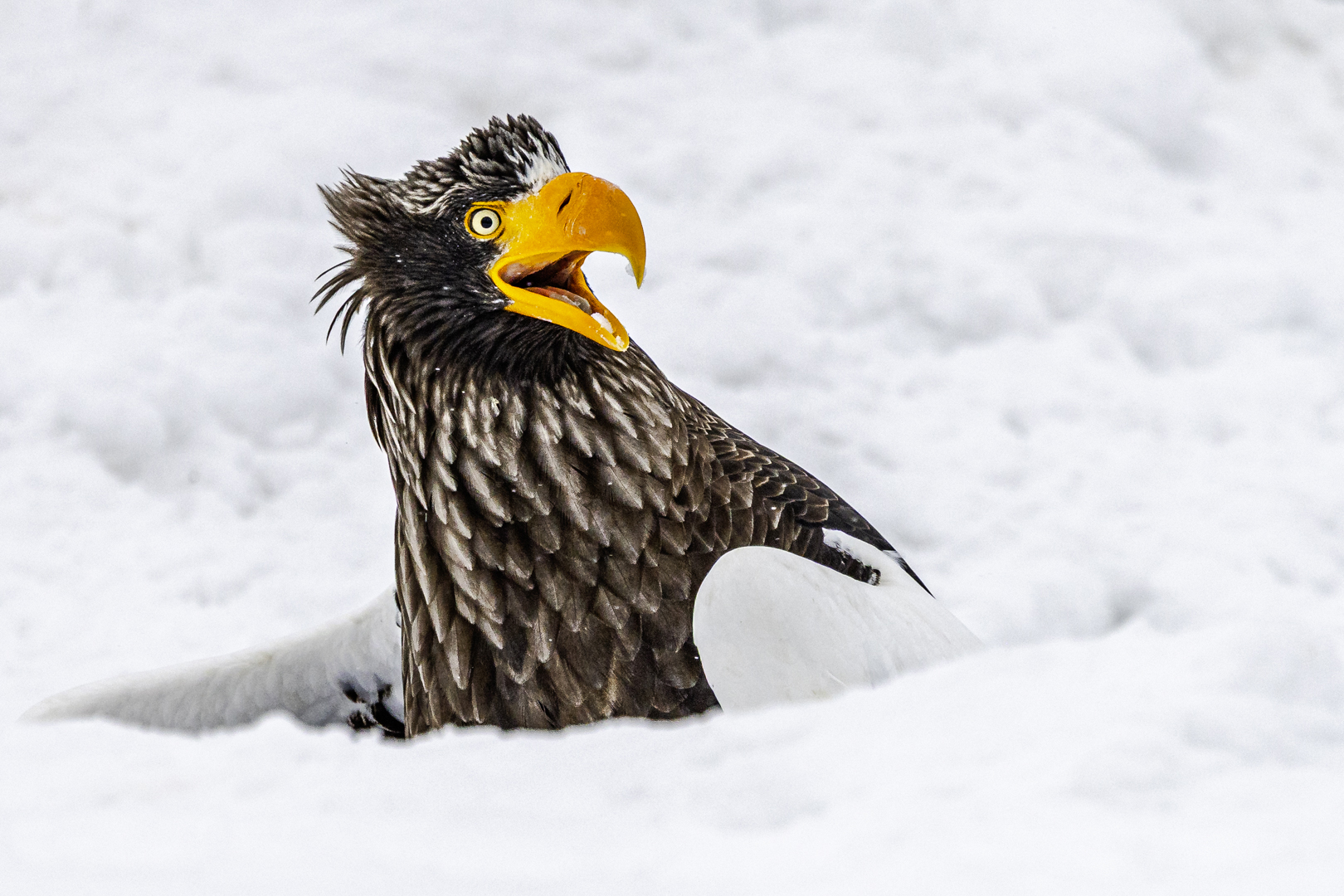 A Steller&#039;s sea eagle with a striking yellow beak sits in a snowy landscape, its mouth open, showcasing its intense gaze and feathers