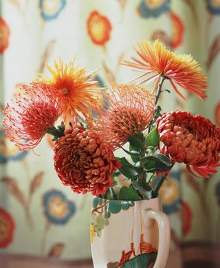 how to grow chrysanthemums: great cutting flowers