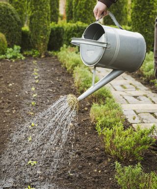 Watering newly-planted seedlings in the soil with a watering can