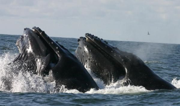 humpback whales