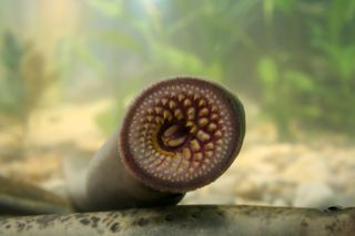 The toothy maw of a lamprey fish.