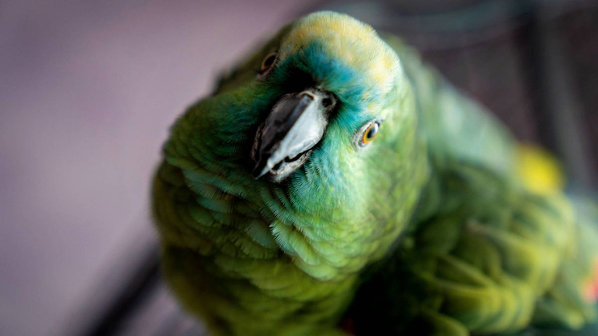 Why is my bird biting me? And how to stop it PetsRadar