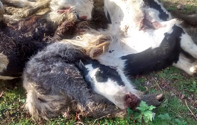 RSPCA-horse1