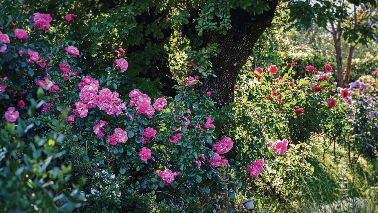 Pink roses next to a tree