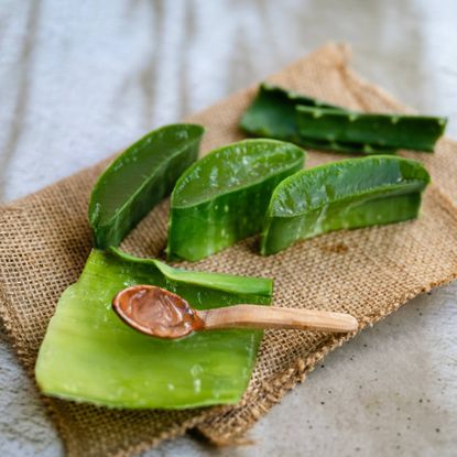 Slices of aloe vera and a tiny spoon on a piece of burlap