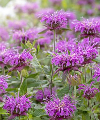 Monarda Violet Queen Plant Bergamot