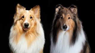 Shetland Sheepdog vs collie on black background