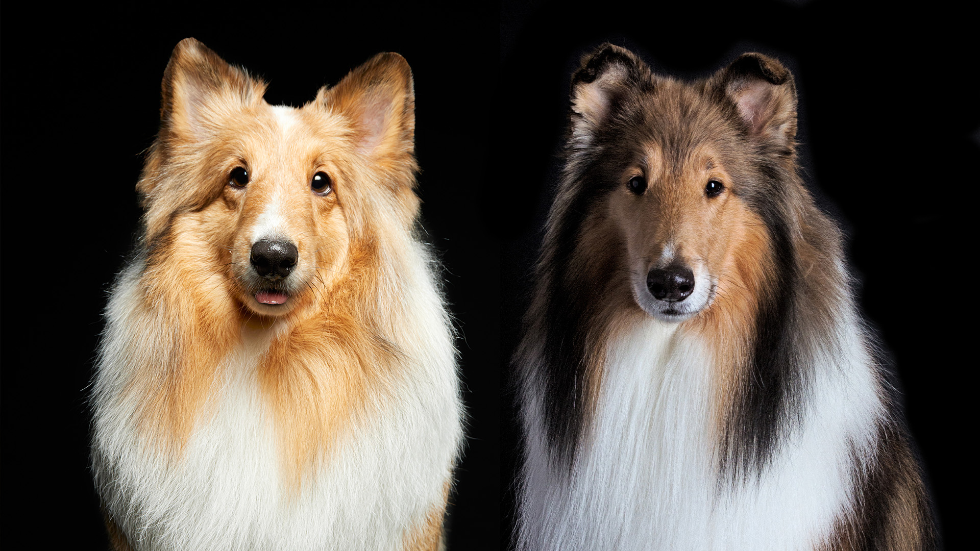 Shetland Sheepdog vs collie on black background