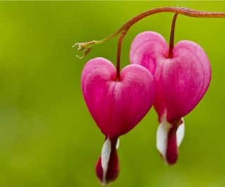 Bleeding heart flowers