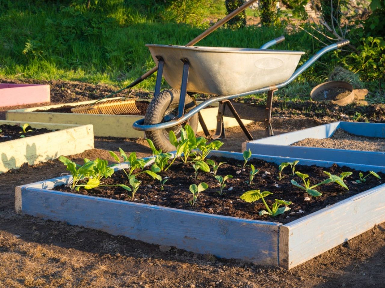 Raised Vegetable Garden Beds