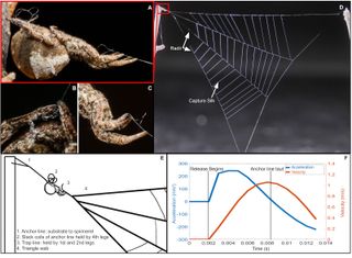 This graphic shows how the triangle weaver spider situates itself in the web and how fast it accelerates and moves once it releases the anchor line.