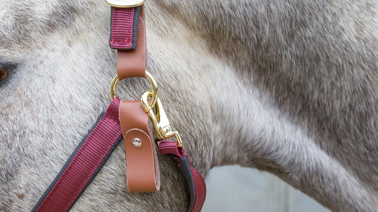 Schneiders Dura-Tech deluxe breakaway headcollar review