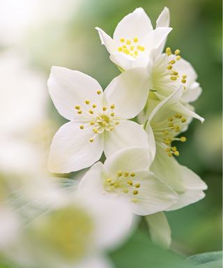 Mock orange varieties