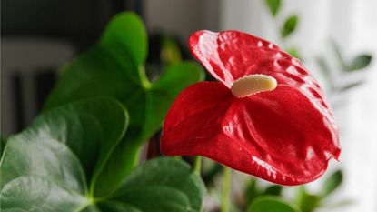 Red anthurium plant
