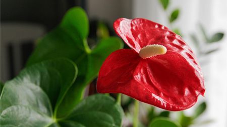 Red anthurium plant