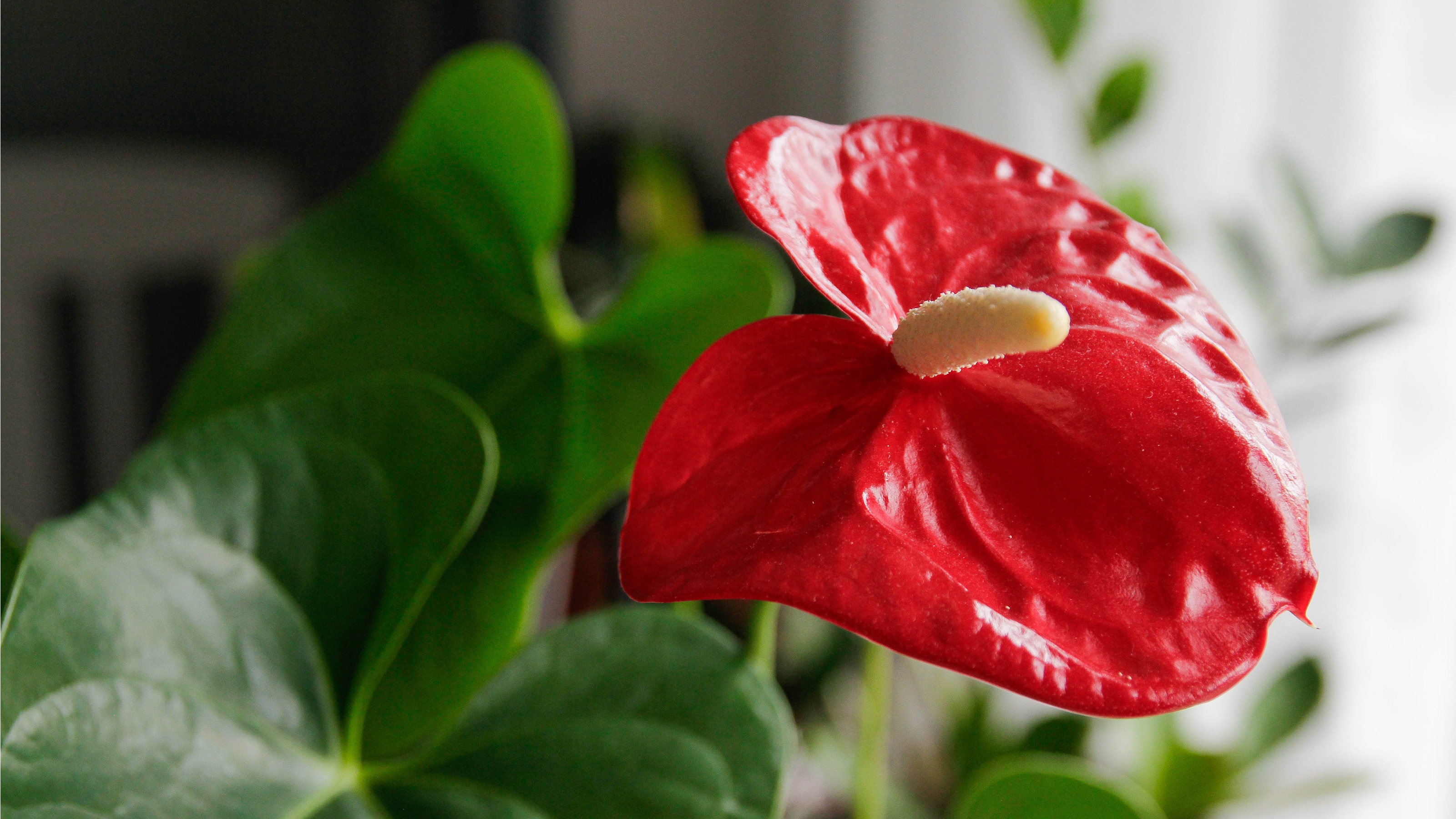 Red anthurium plant