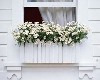 White daises growing in window box of white house facade