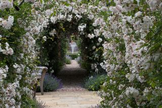paved path under arches of roses