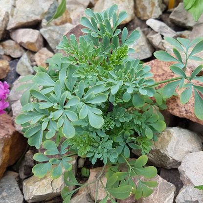 Rue Herb Plant In A Rock Garden