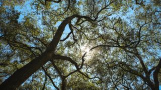 View from the bottom of an oak tree in California