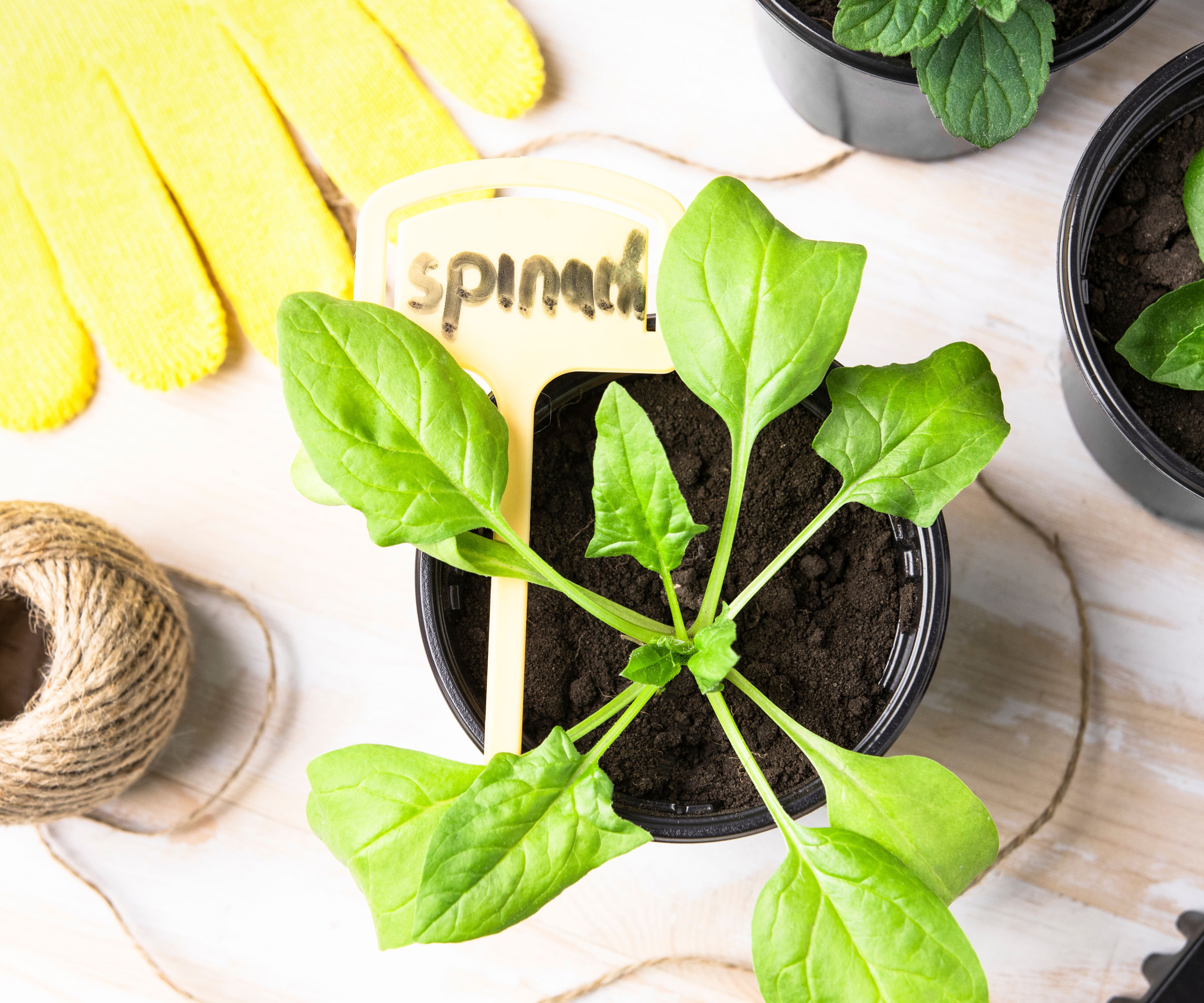 spinach seedling in pot with planting materials