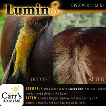 Lumin81.jpg