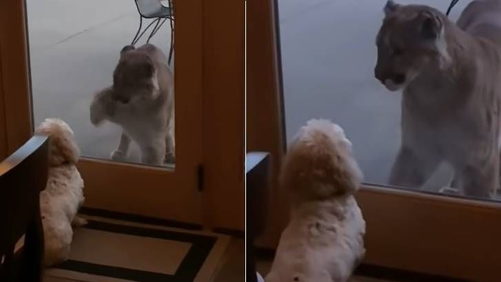 dog stares down mountain lion